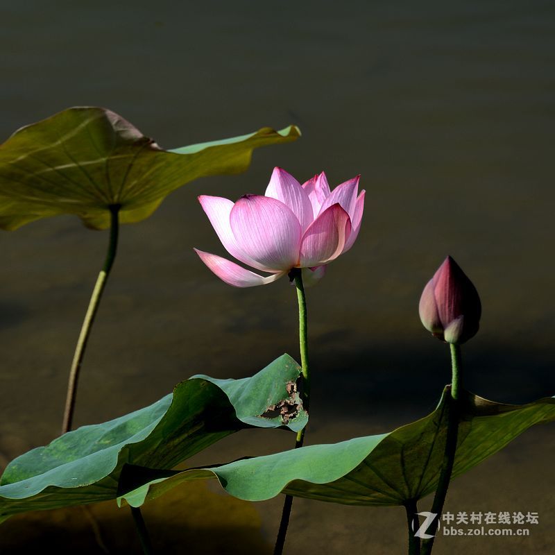 秋日荷花-2