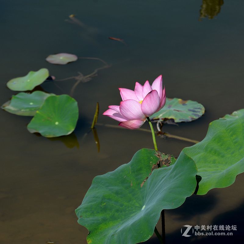 秋日荷花-2