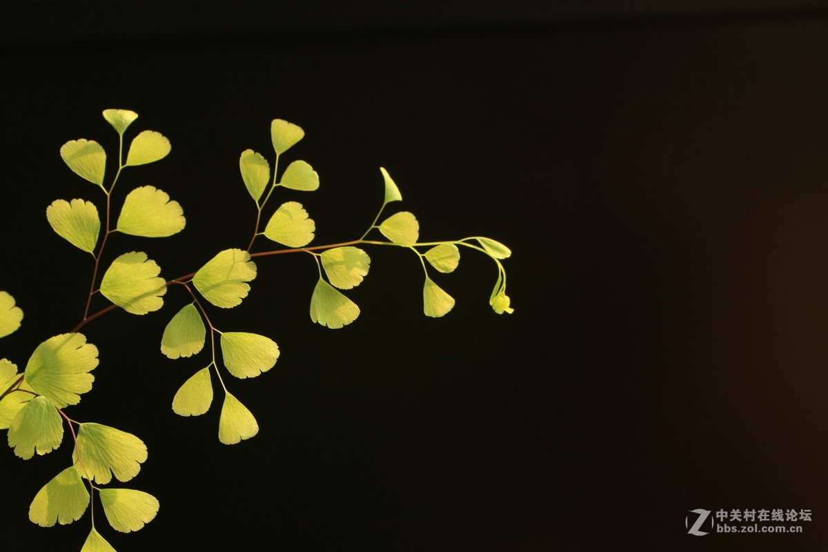 一组办公室的小植物特写