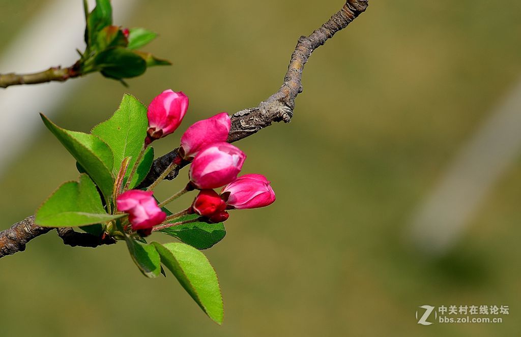 梅花桃花和海棠