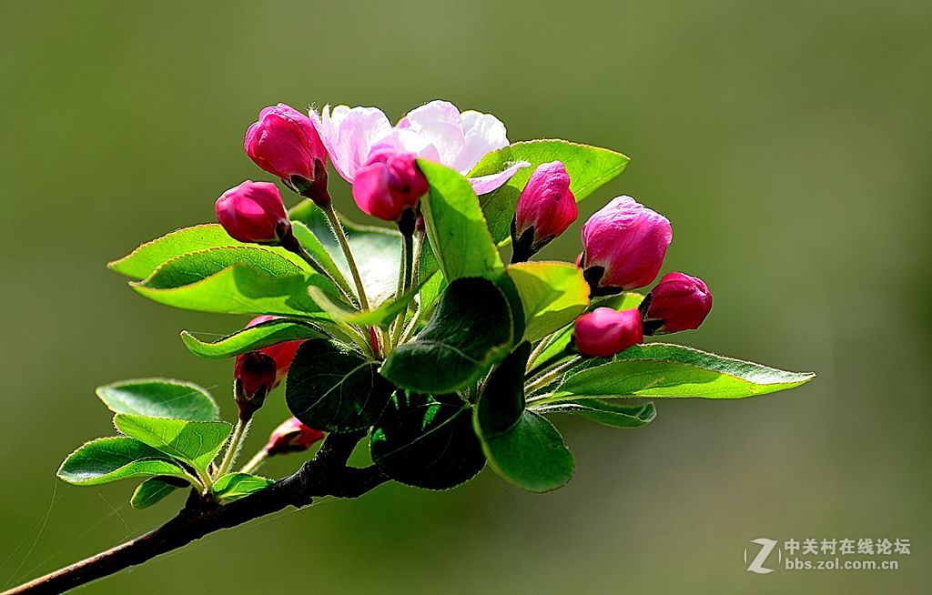 梅花桃花和海棠