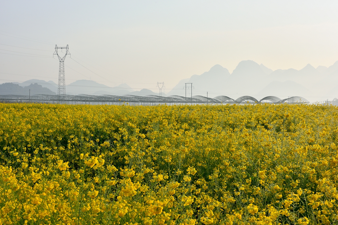 金色田园。赞老友：‘’黔山光影‘’再挑重担。