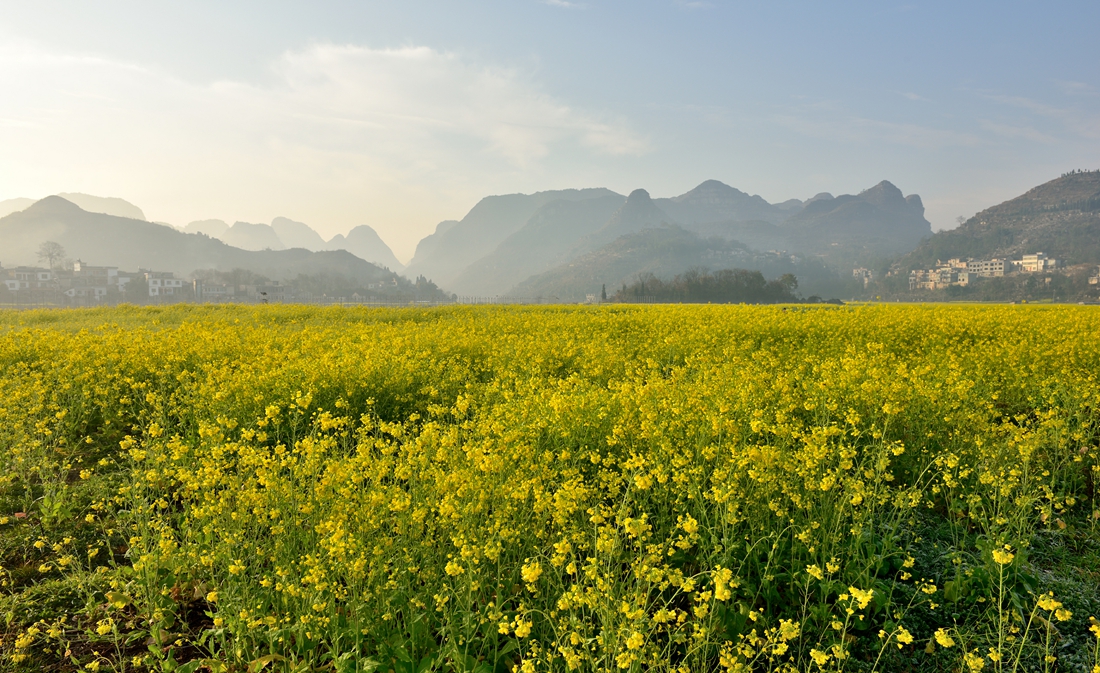 金色田园。赞老友：‘’黔山光影‘’再挑重担。