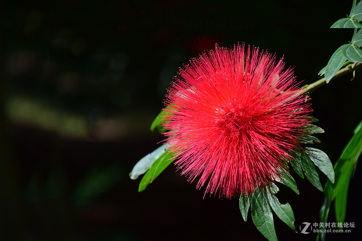 小紅花