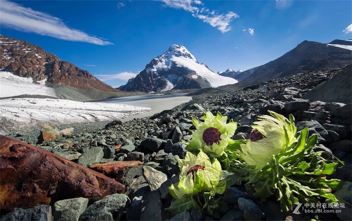 新疆天山上的雪莲花开了(朋友版)-中关村在线摄影论坛