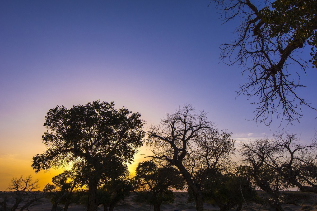 转载一组尼粉之作——胡杨