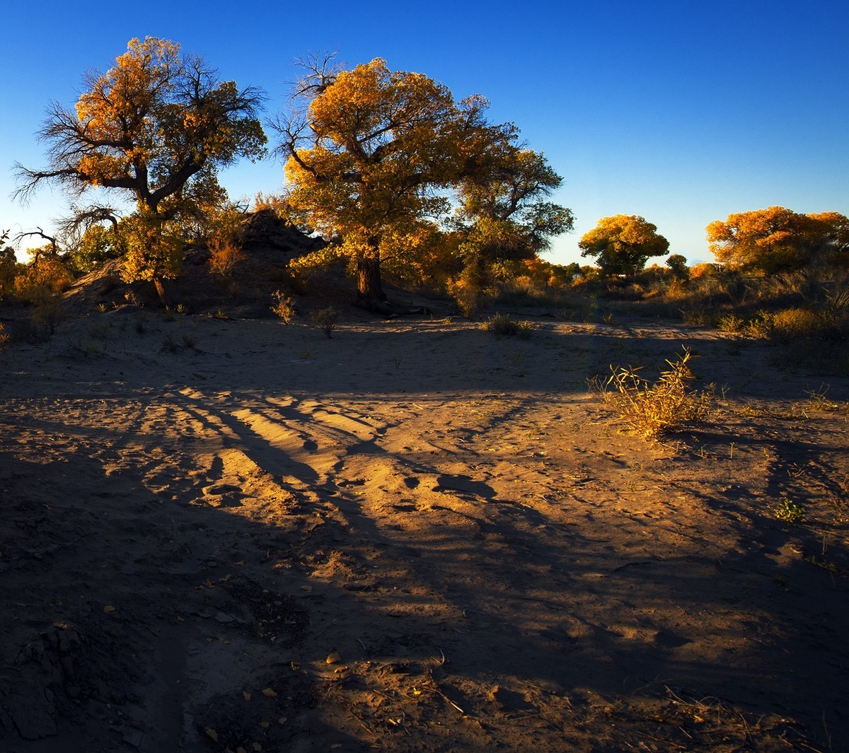 转载一组尼粉之作——胡杨