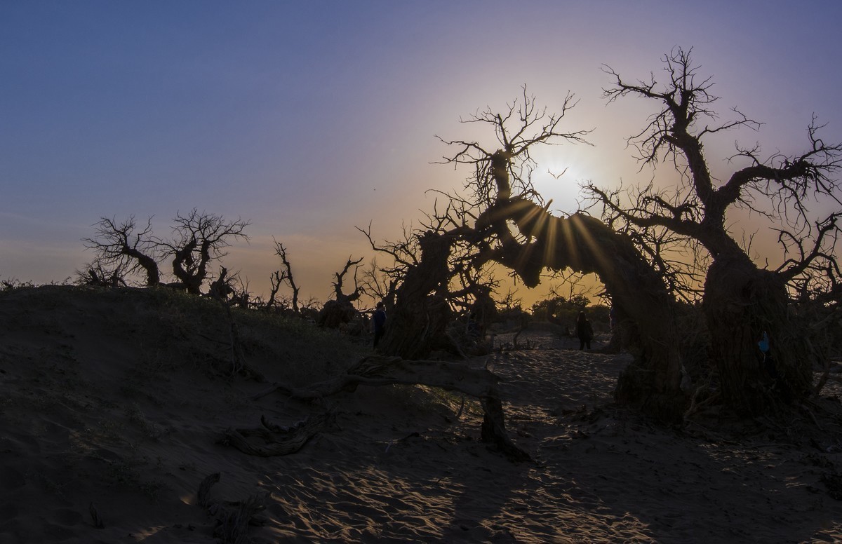 转载一组尼粉之作——胡杨