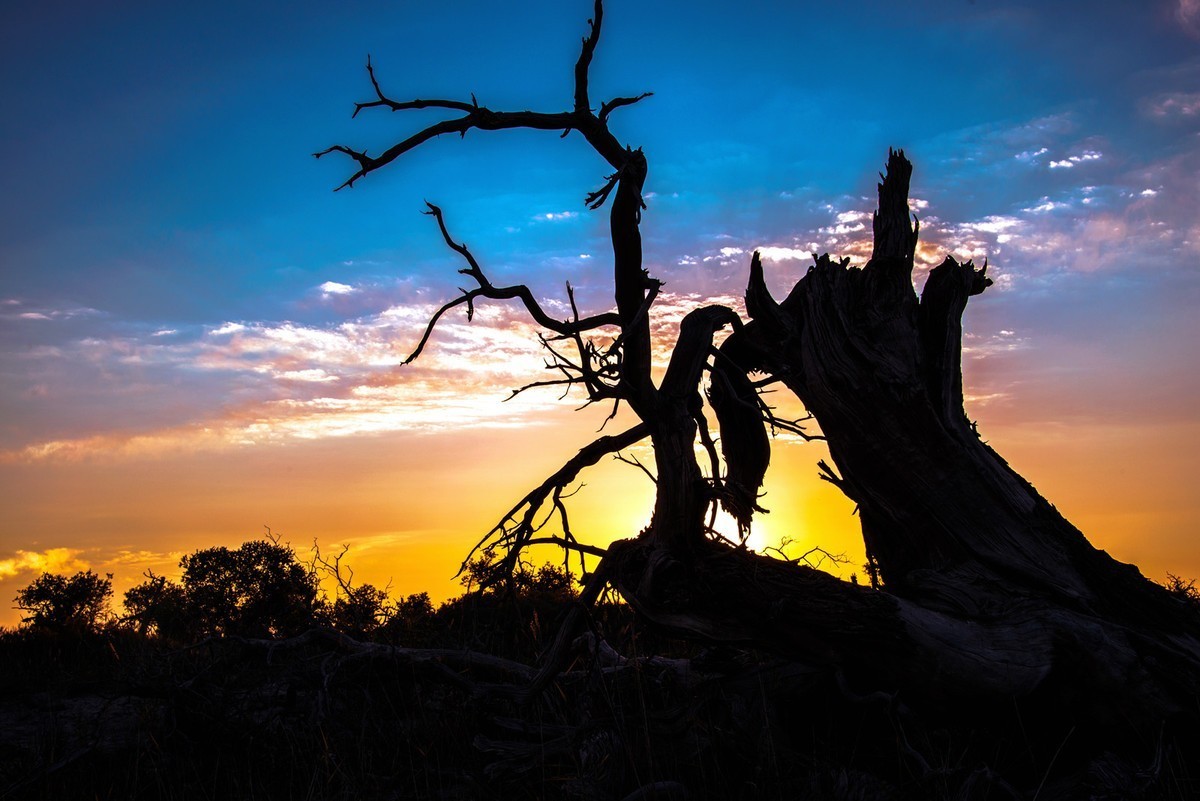 转载一组尼粉之作——胡杨