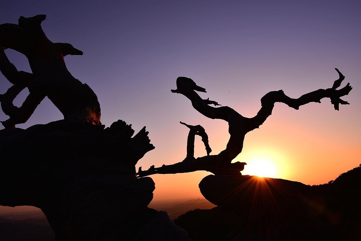 转载一组尼粉之作——胡杨