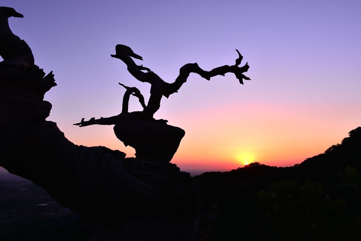 转载一组尼粉之作——胡杨