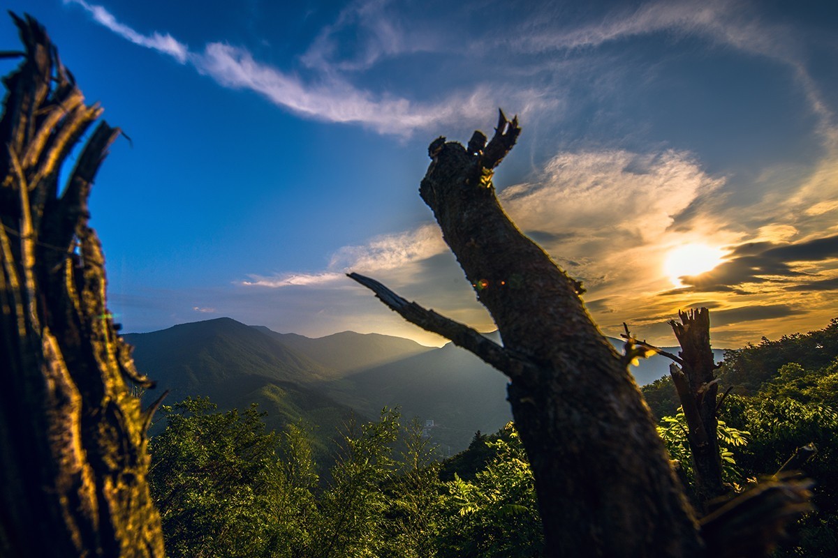 转载一组尼粉之作——胡杨