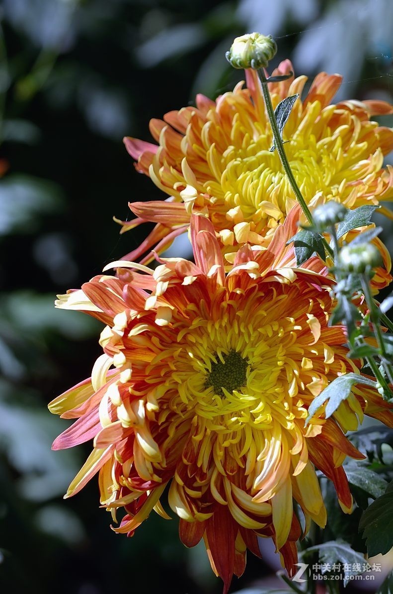 791_1196竖版 竖屏