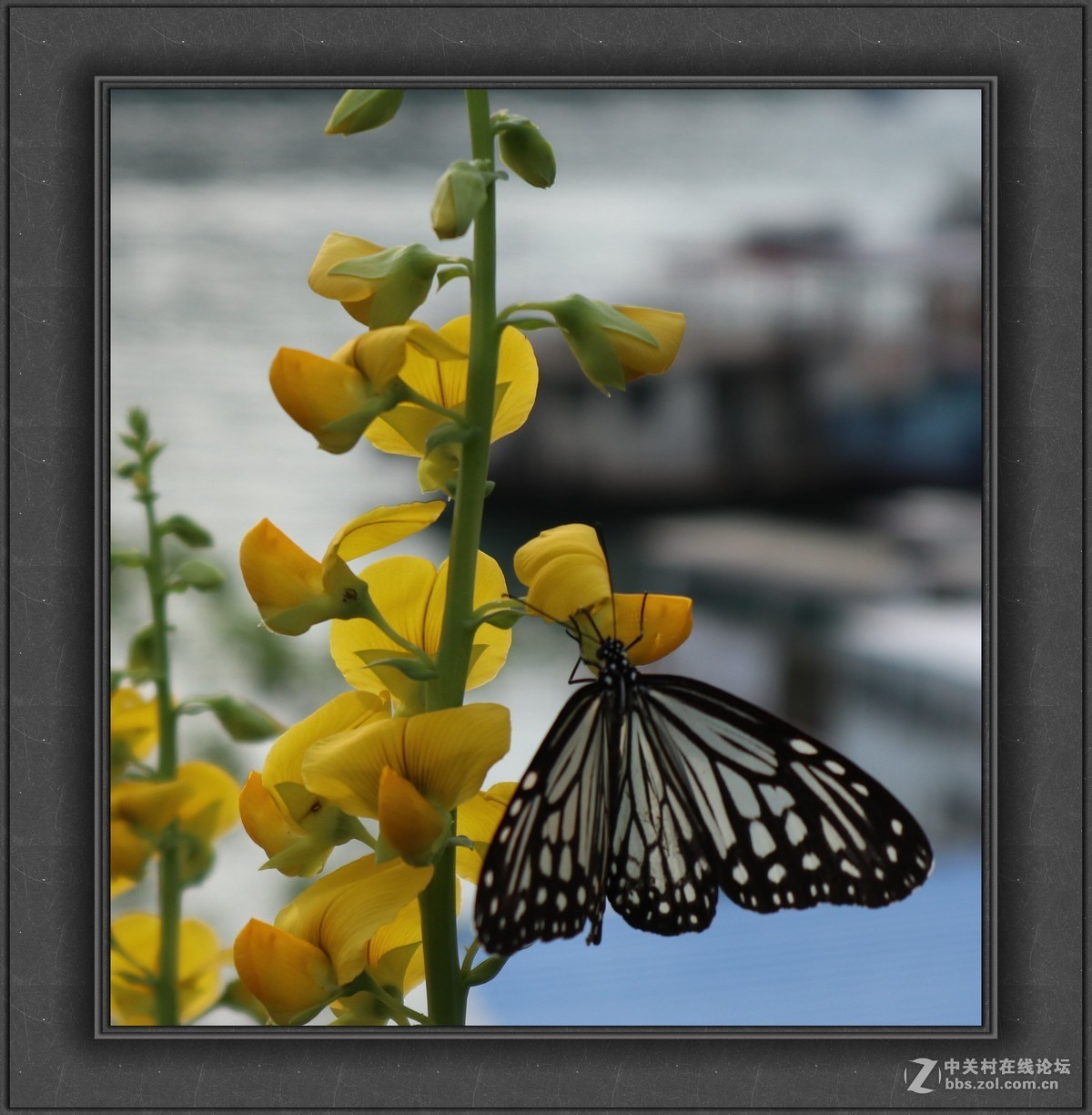 新手致敬凡尘光影