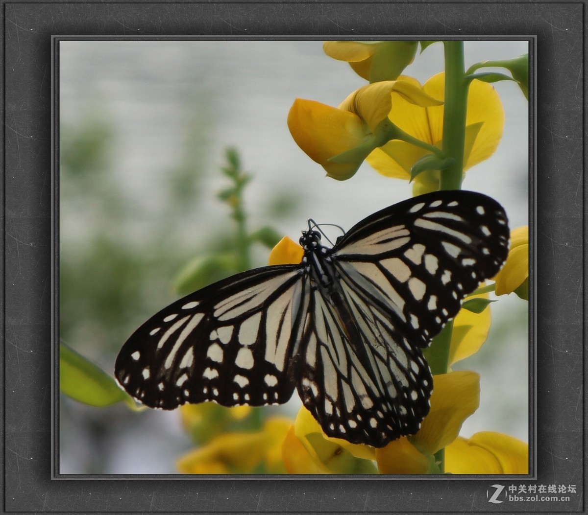 新手致敬凡尘光影