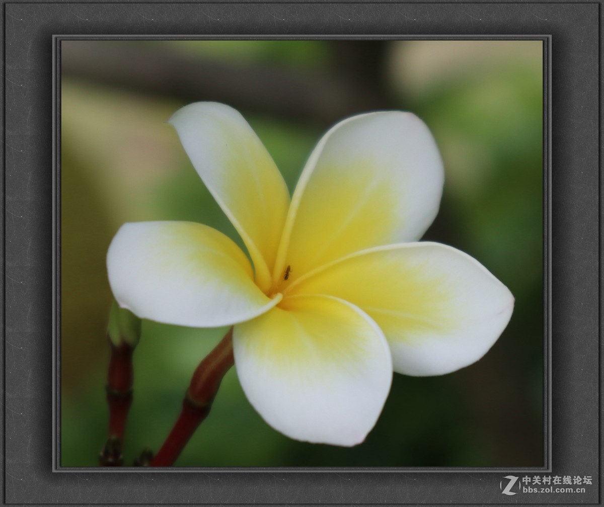 新手致敬凡尘光影