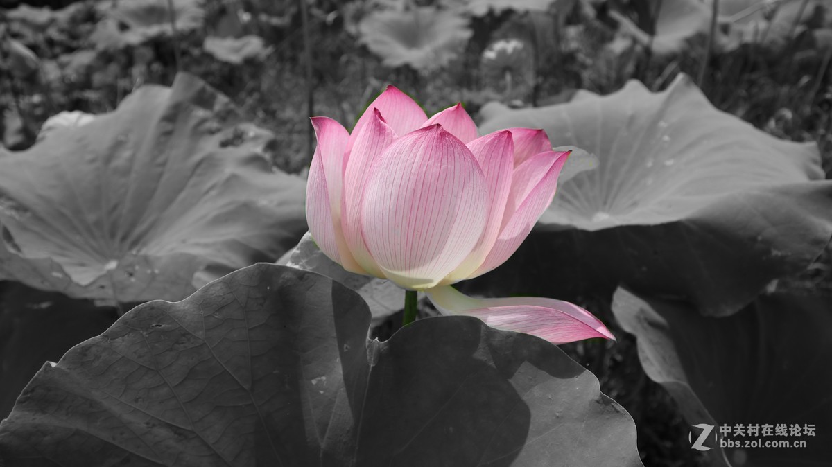 新手致敬凡尘光影