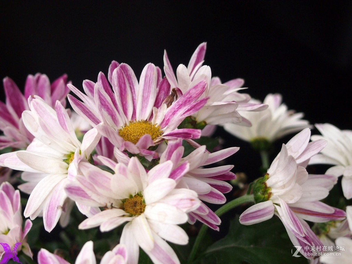 自家养的粉菊花
