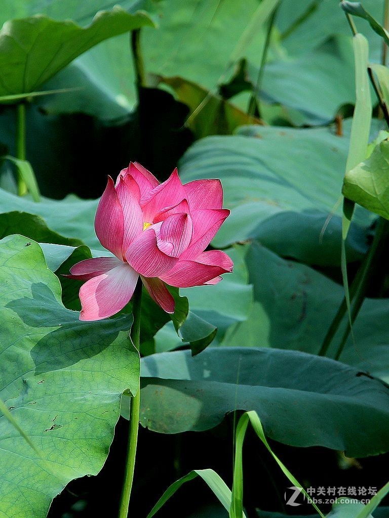 180822-秋荷依旧-7