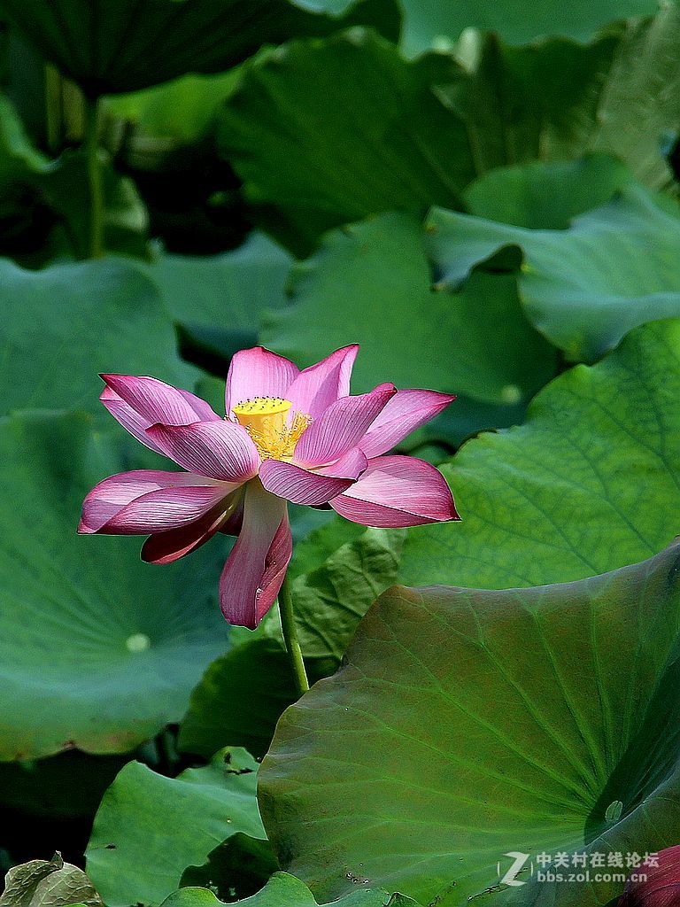 180822-秋荷依旧-7