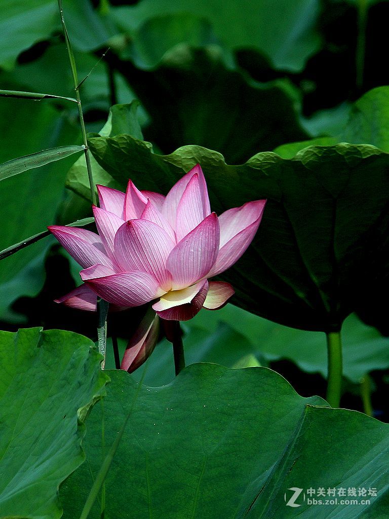 180822-秋荷依旧-7