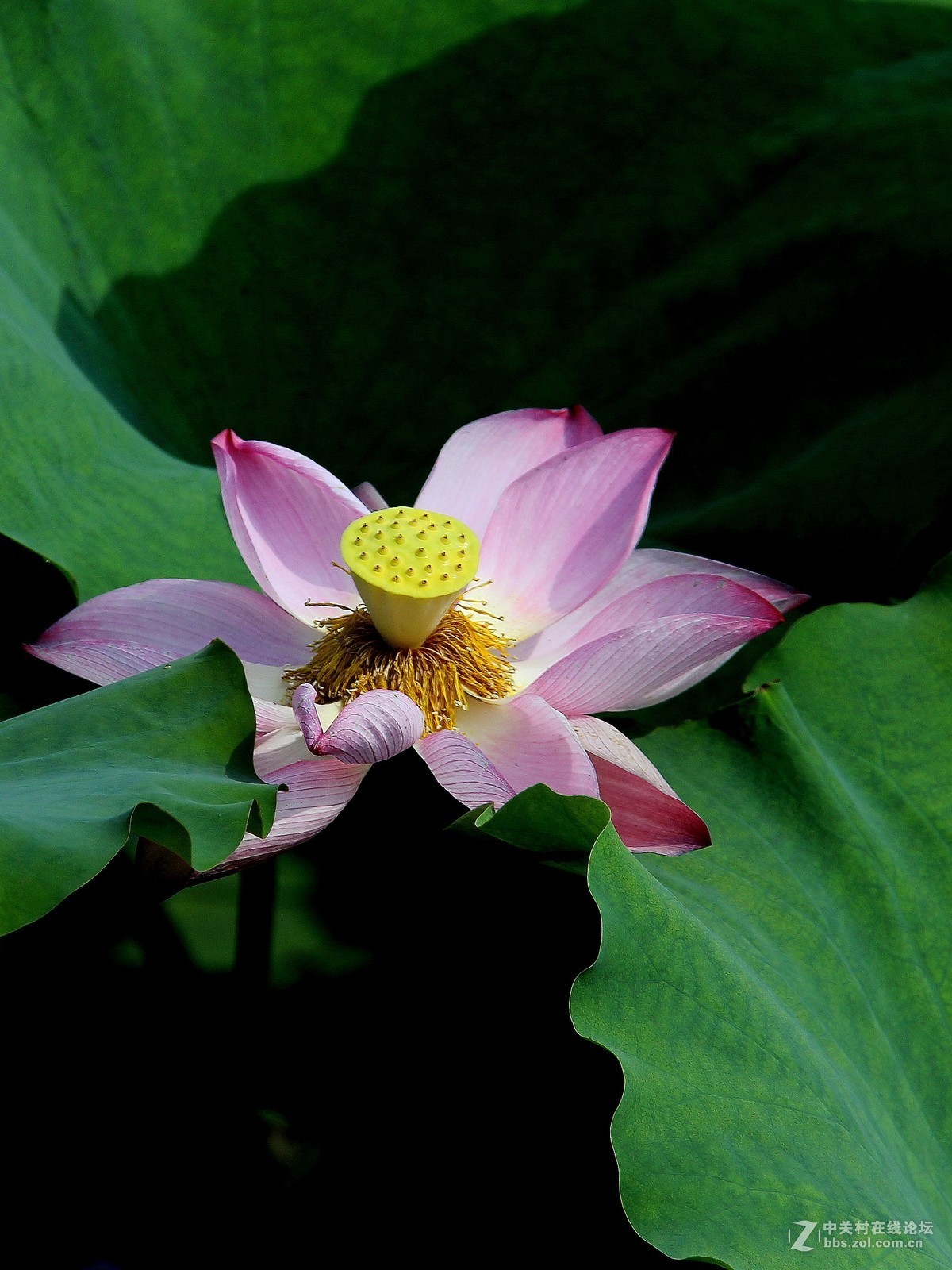 180822-秋荷依旧-7