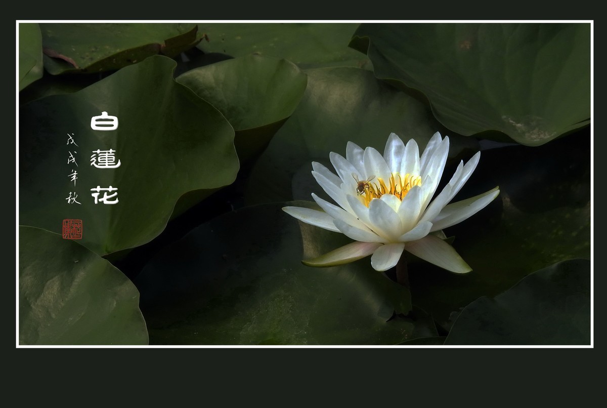 #版主坐堂# 尼康镜头星空(中国)2018年10月部分优秀作品欣赏