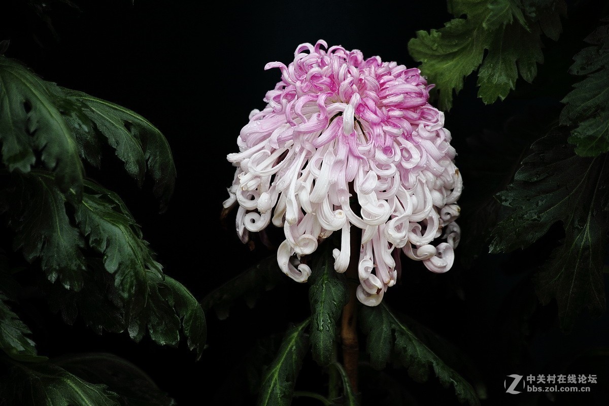 #版主坐堂# 尼康镜头星空(中国)2018年10月部分优秀作品欣赏