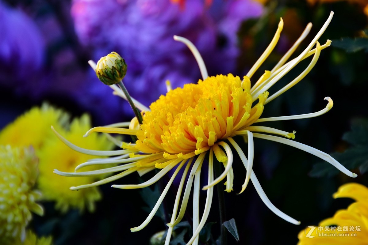 D7200+18-200VRⅡ试镜，立冬，菊展，菊影留念