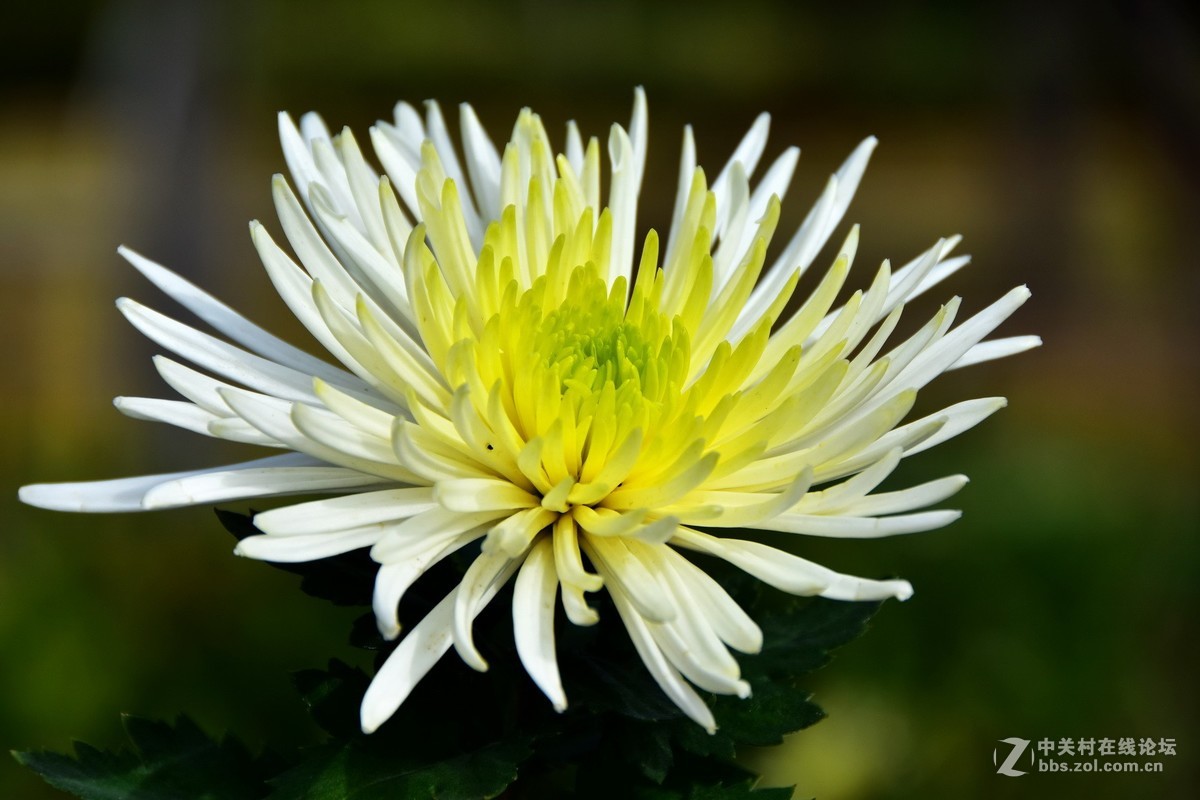 D7200+18-200VRⅡ试镜，立冬，菊展，菊影留念