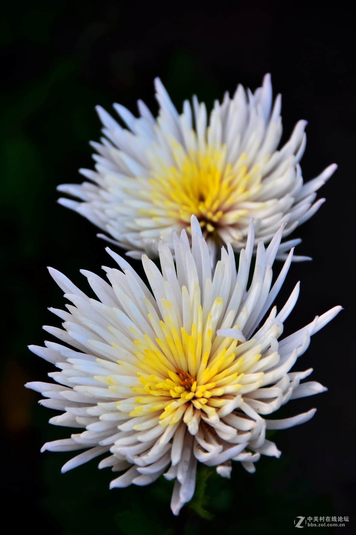 D7200+18-200VRⅡ试镜，立冬，菊展，菊影留念