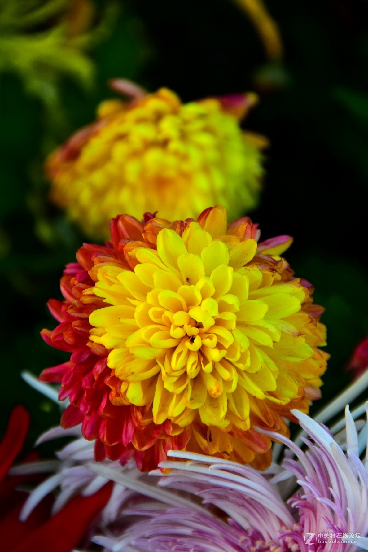 D7200+18-200VRⅡ试镜，立冬，菊展，菊影留念