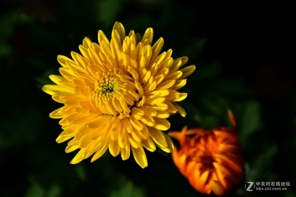 D7200+18-200VRⅡ试镜，立冬，菊展，菊影留念