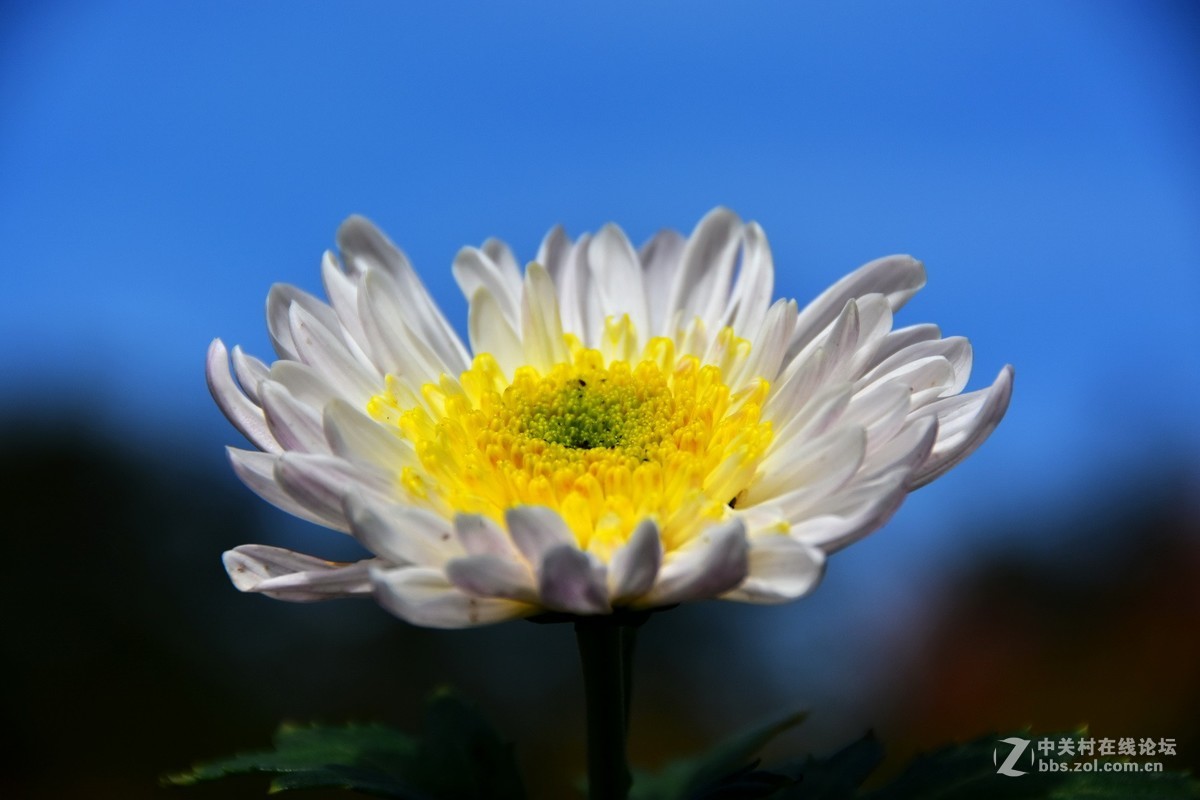 D7200+18-200VRⅡ试镜，立冬，菊展，菊影留念