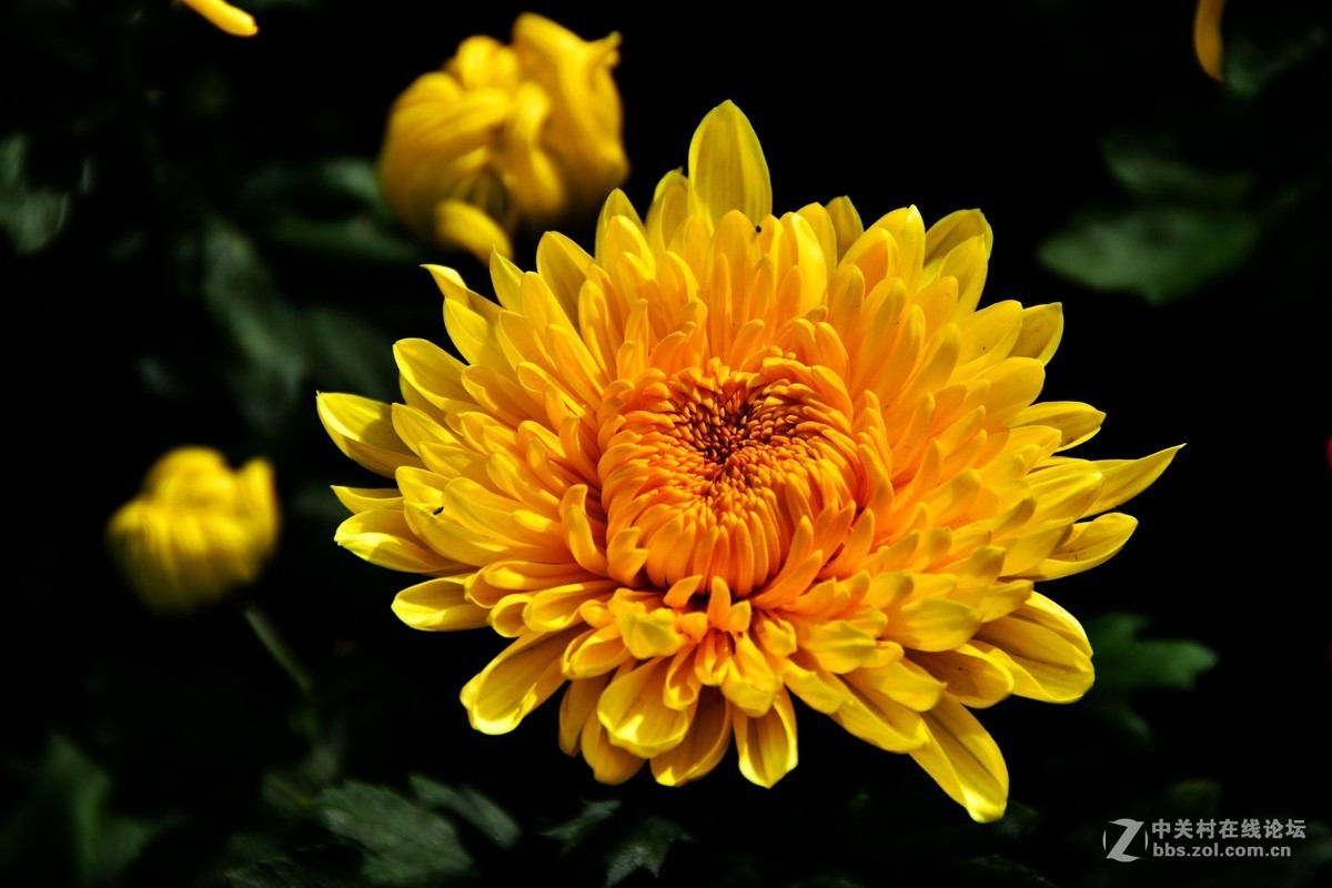 D7200+18-200VRⅡ试镜，立冬，菊展，菊影留念