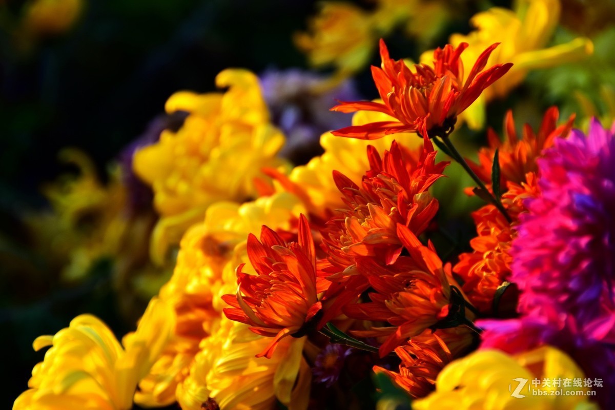 D7200+18-200VRⅡ试镜，立冬，菊展，菊影留念