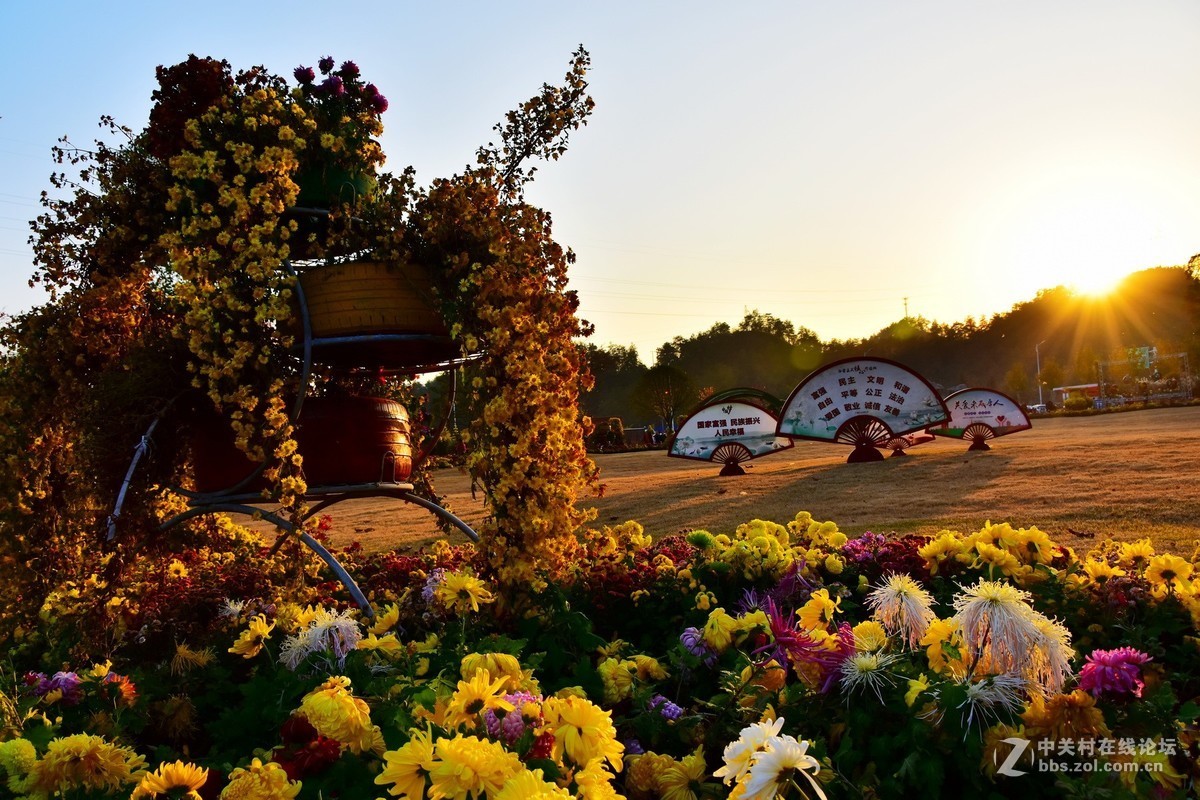 D7200+18-200VRⅡ试镜，立冬，菊展，菊影留念