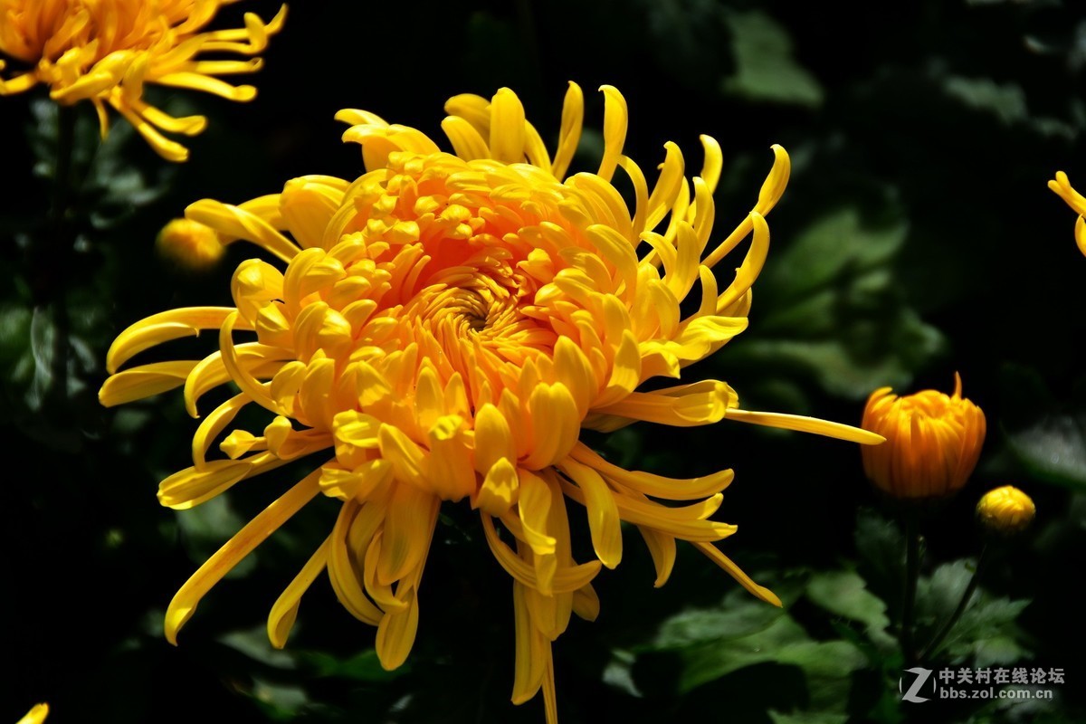 D7200+18-200VRⅡ试镜，立冬，菊展，菊影留念