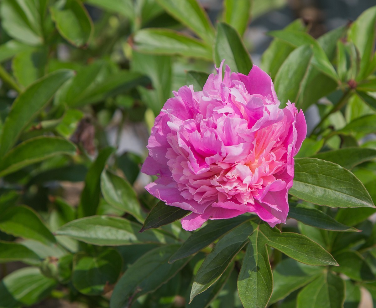 20191225扬州芍药园芍药花一