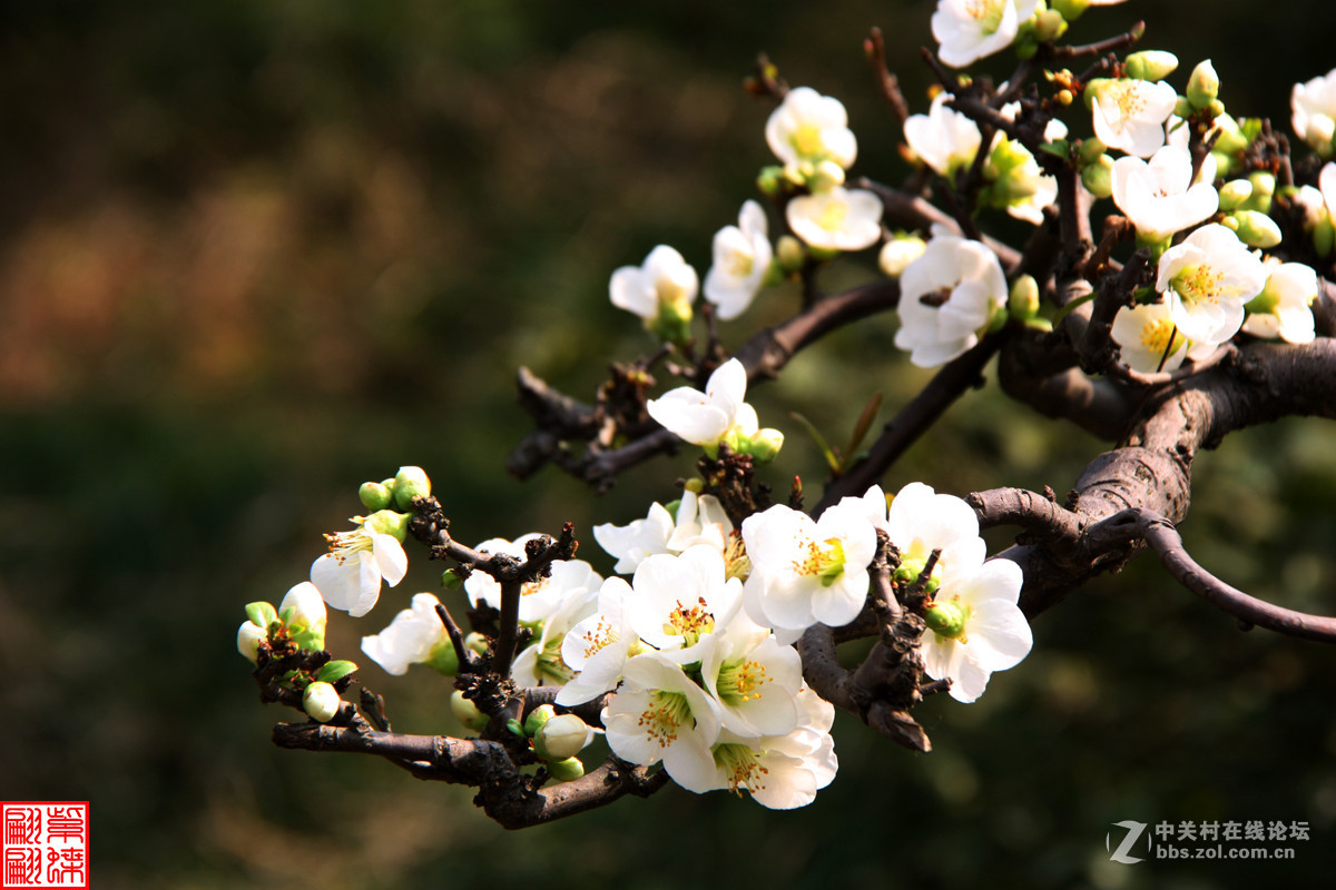 白贴梗海棠真美