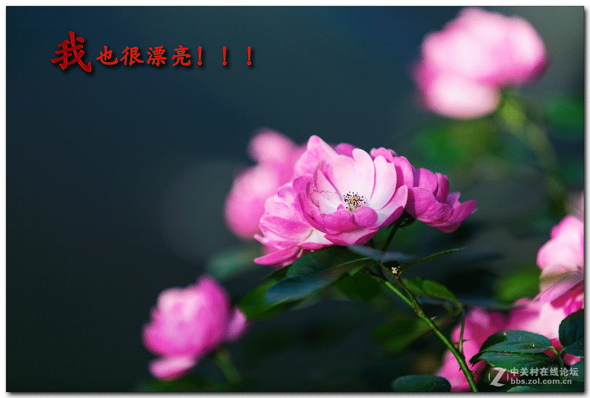 黄金搭档