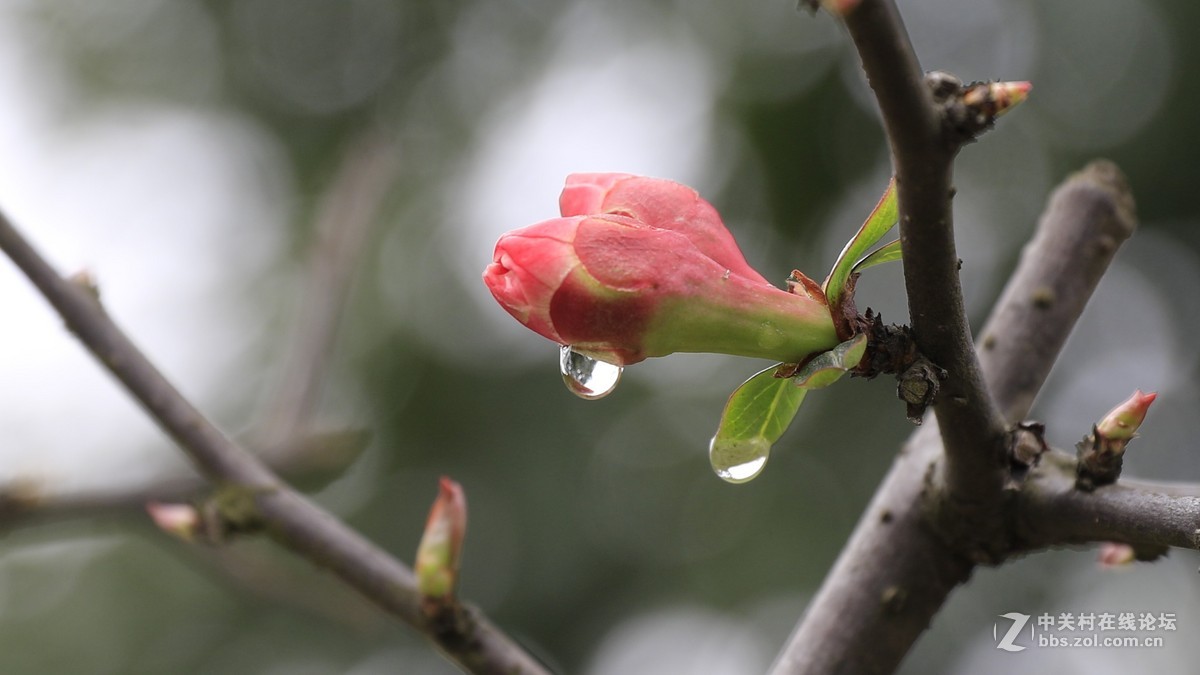 春之花