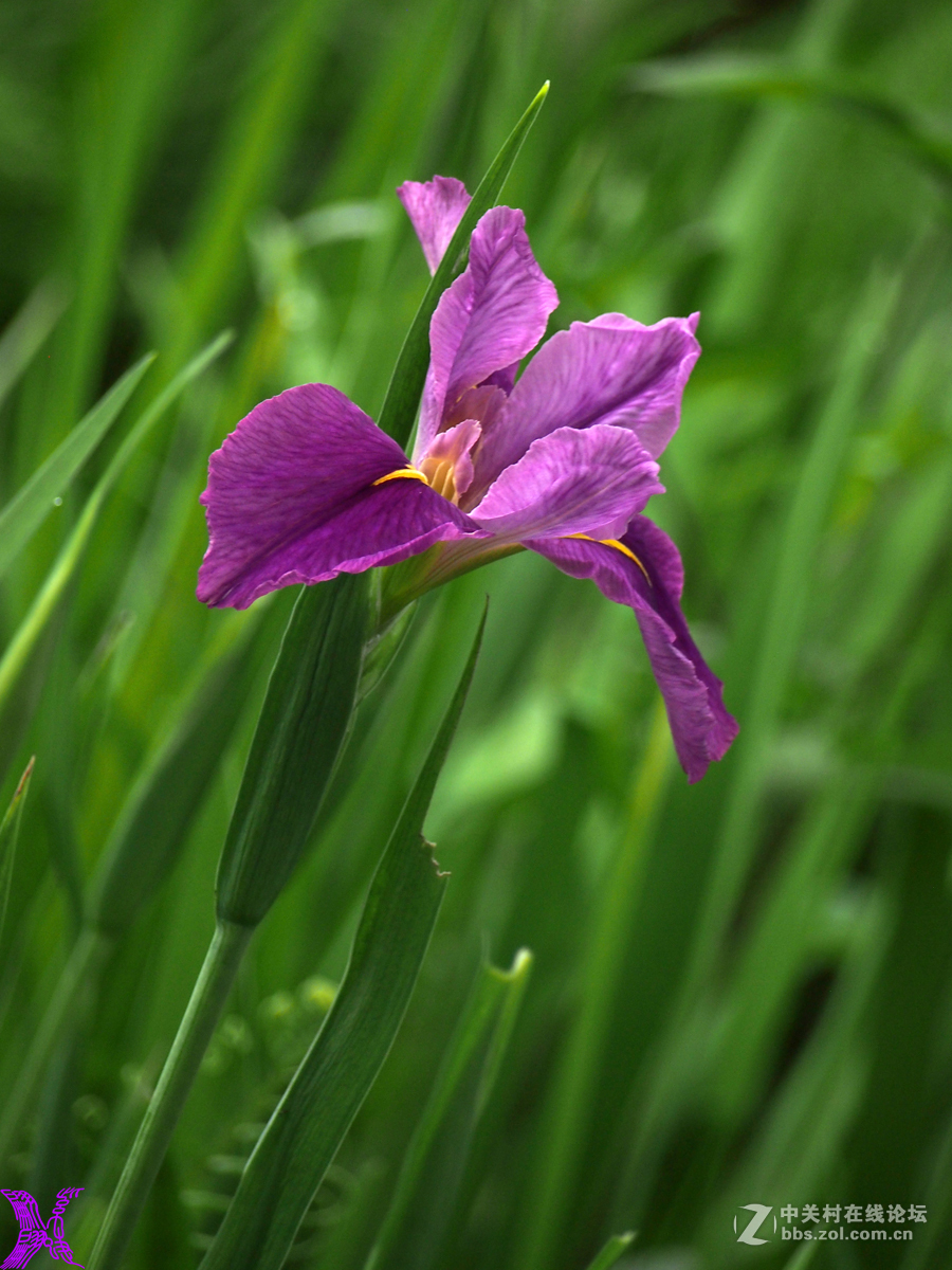 紫菖蒲花