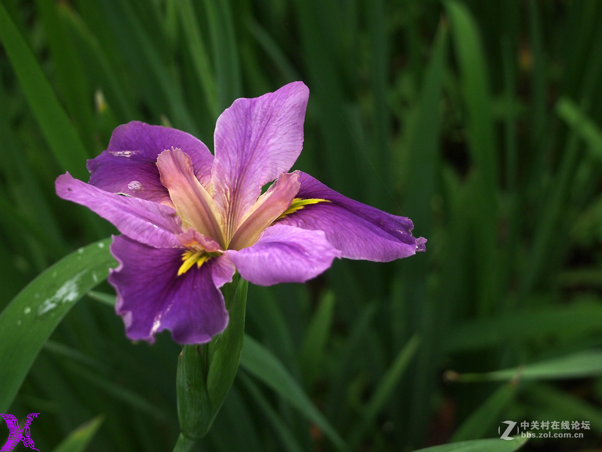 紫菖蒲花