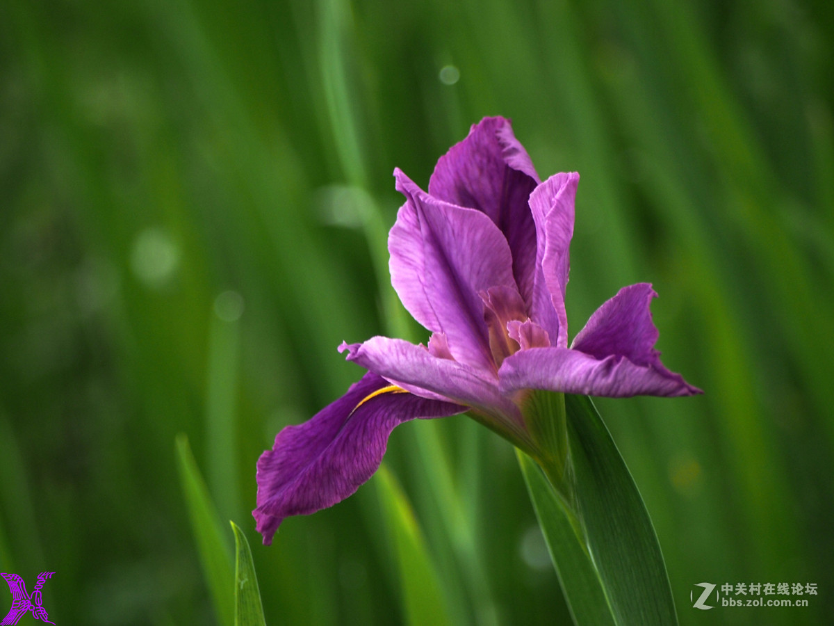 紫菖蒲花