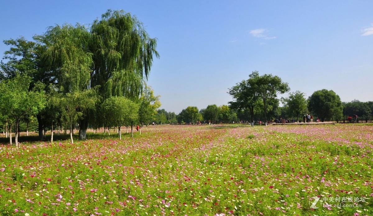 北京奧林匹克森林公園花卉