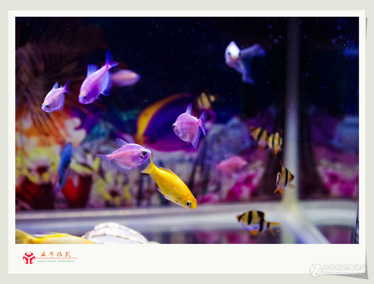 我家的鱼缸