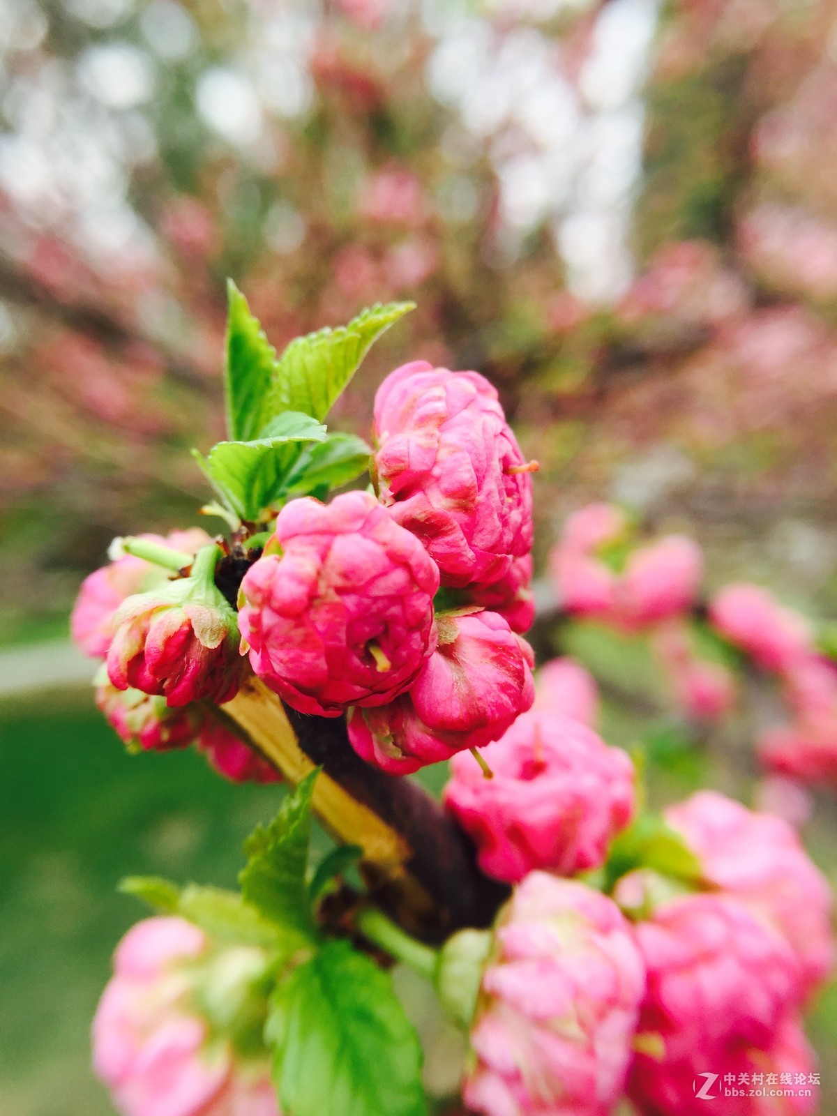 我也来发发iphone 6依然好用