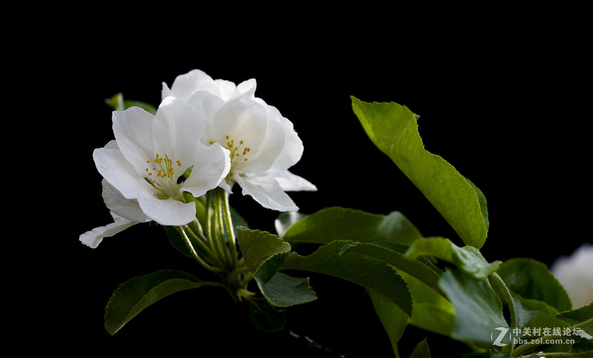 #佳能月赛-旅行的意义#白色垂丝海棠（03）