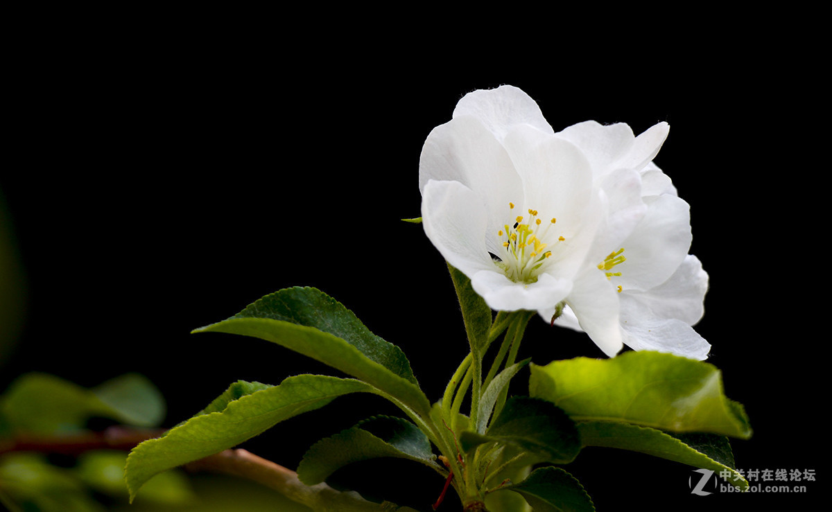 #佳能月赛-旅行的意义#白色垂丝海棠（03）